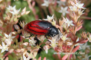 Beetle Red