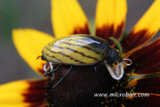 Beetle Yellow
