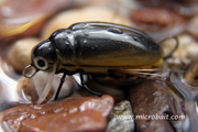 Great Diving Beetle Black