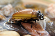 Great Diving Beetle Brown