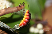 Purple Pupae