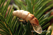 Pupae Spruce Beetle