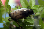 Beetle Royal Beige Assymetric