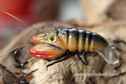 River Crayfish Gold