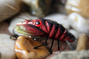 River Crayfish Red